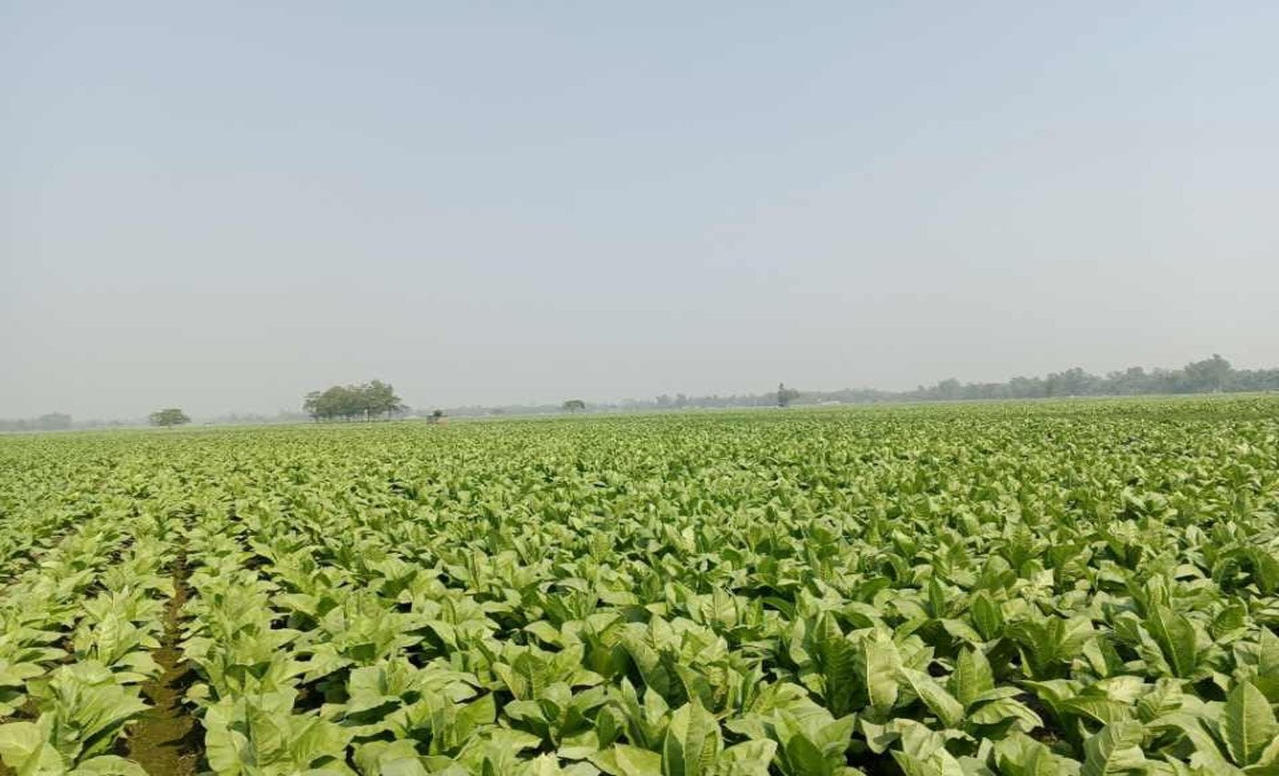সবুজের আড়ালে বিষ- তারাগঞ্জে তামাক চাষে স্বাস্থ্য ও পরিবেশ হুমকির মুখে।
