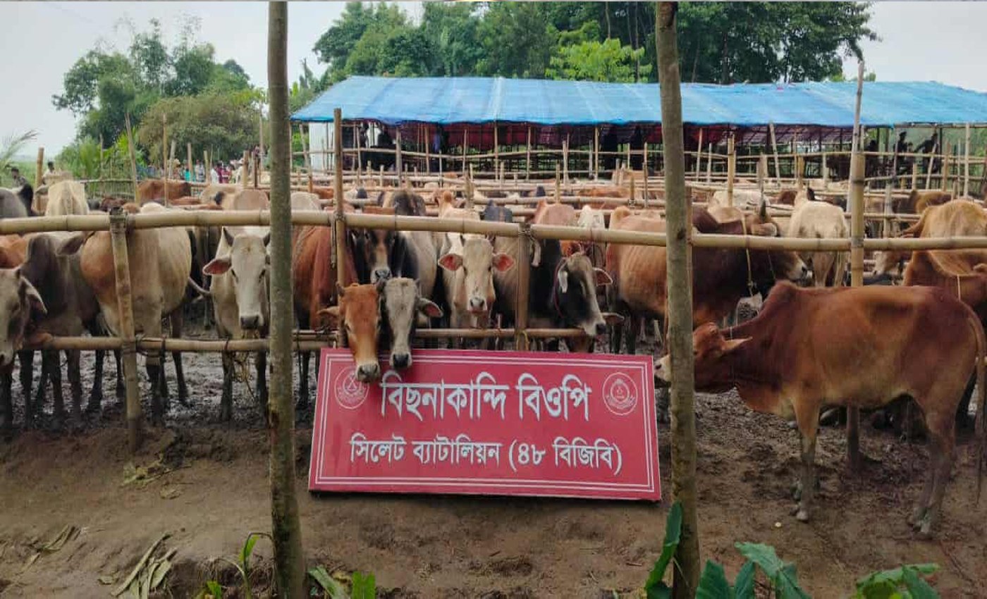সিলেটে ৪৮ বিজিবি আটক করলো ২৩৭টি ভারতীয় গরু ও ৪২টি মহিষ, ৩ কোটি টাকার অবৈধ পণ্য জব্দ
