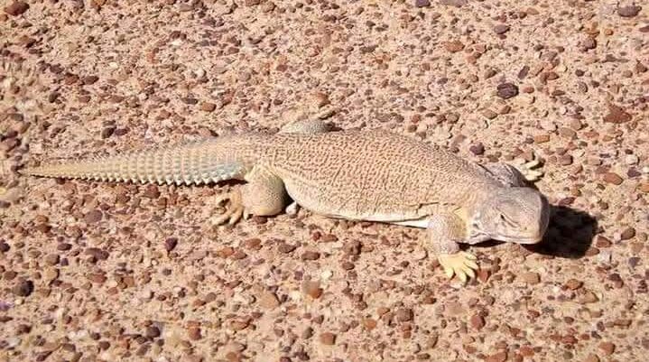 সানডা' ও 'কফিলের' কাহিনী