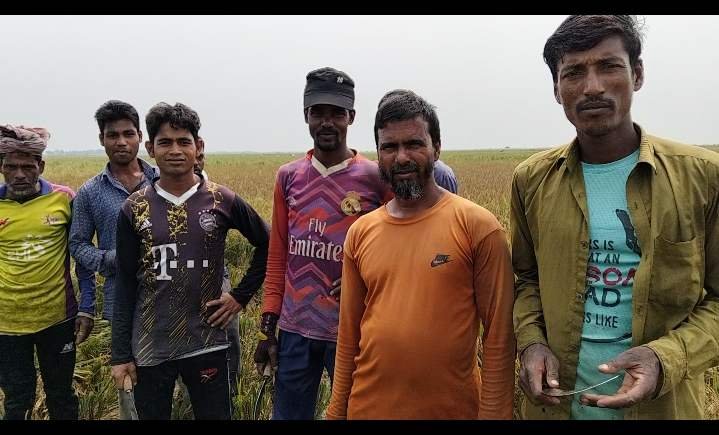 সুনামগঞ্জের  টাঙ্গুয়ার হাওরে বোরো ধান কাটার উৎসব  কৃষকদের মুখে হাসি