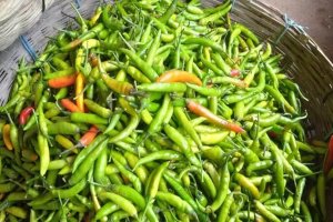 রংপুরে কাঁচামরিচের বাজারে অস্থিরতা