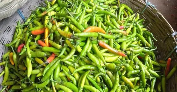 রংপুরে কাঁচামরিচের বাজারে অস্থিরতা