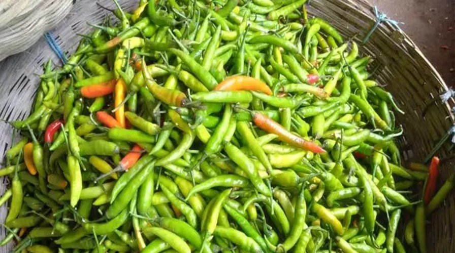 রংপুরে কাঁচামরিচের বাজারে অস্থিরতা