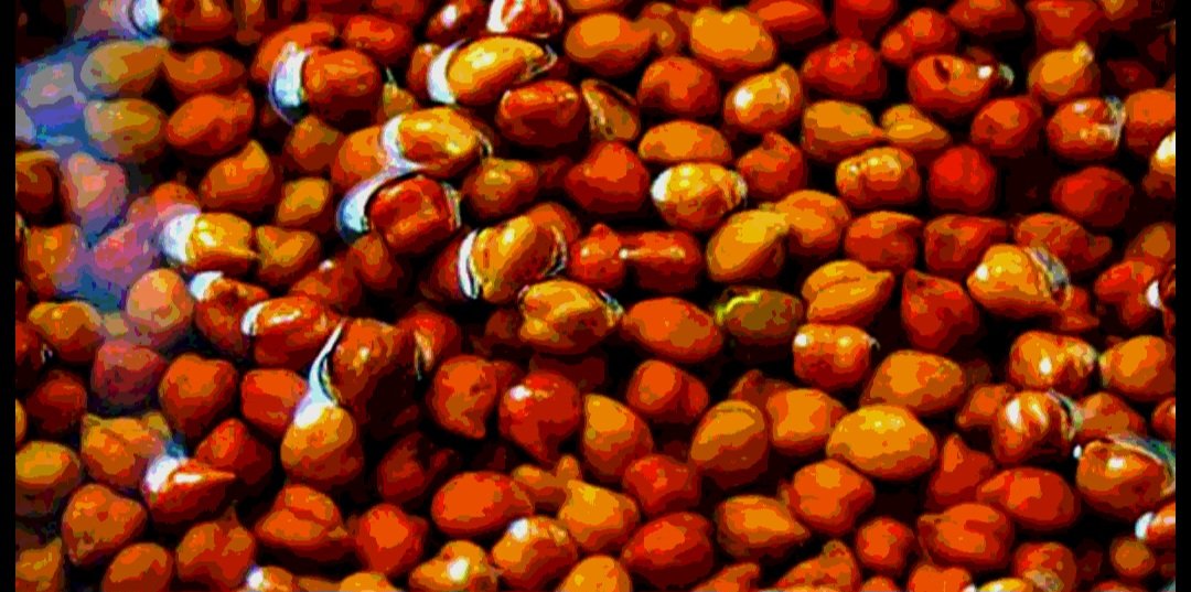 কাঁচা ছোলা খাওয়ার উপকারিতা