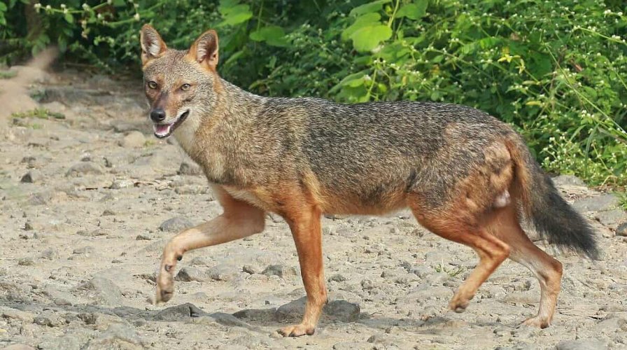 বকশীগঞ্জে রাতের আধারে শেয়ালের কামড়ে নারী আহত