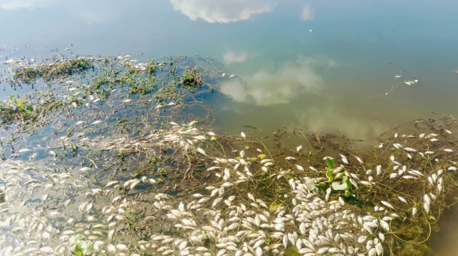 শান্তিগঞ্জে জলমহালে দুর্বৃত্তের বিষে মরল কয়েক লাখ টাকার মাছ