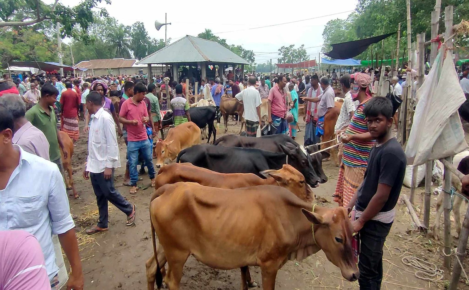 নওগাঁয় জেলা প্রশাসনের তৎপরতায় শৃঙ্খলা ফিরেছে পশু হাটগুলোতে; আদায় হচ্ছে নির্ধারিত খাজনা