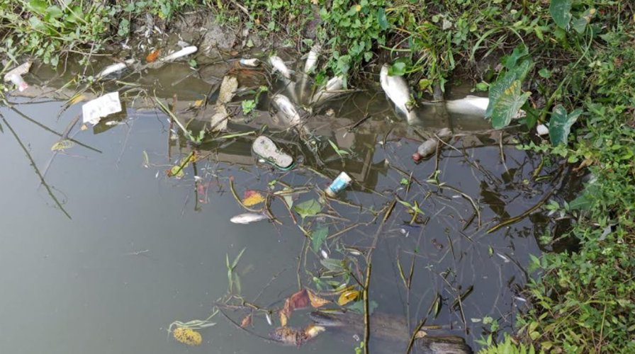 বাউফলে পূর্ববিরোধের জেরে ৩টি পুকুরে বিষ প্রয়োগ, ৫ লাখ টাকার মাছ নিধন