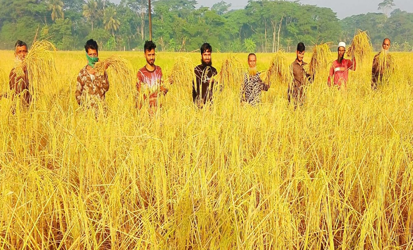 দুমকিতে মাঠে মাঠে সোনালি ধানের হাসি, কৃষকের মুখে সুখবর