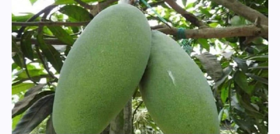 নওগাঁর বদলগাছীর বিখ্যাত নাক ফজলি আম সুস্বাদুু ও সুমিষ্ট স্বাদ