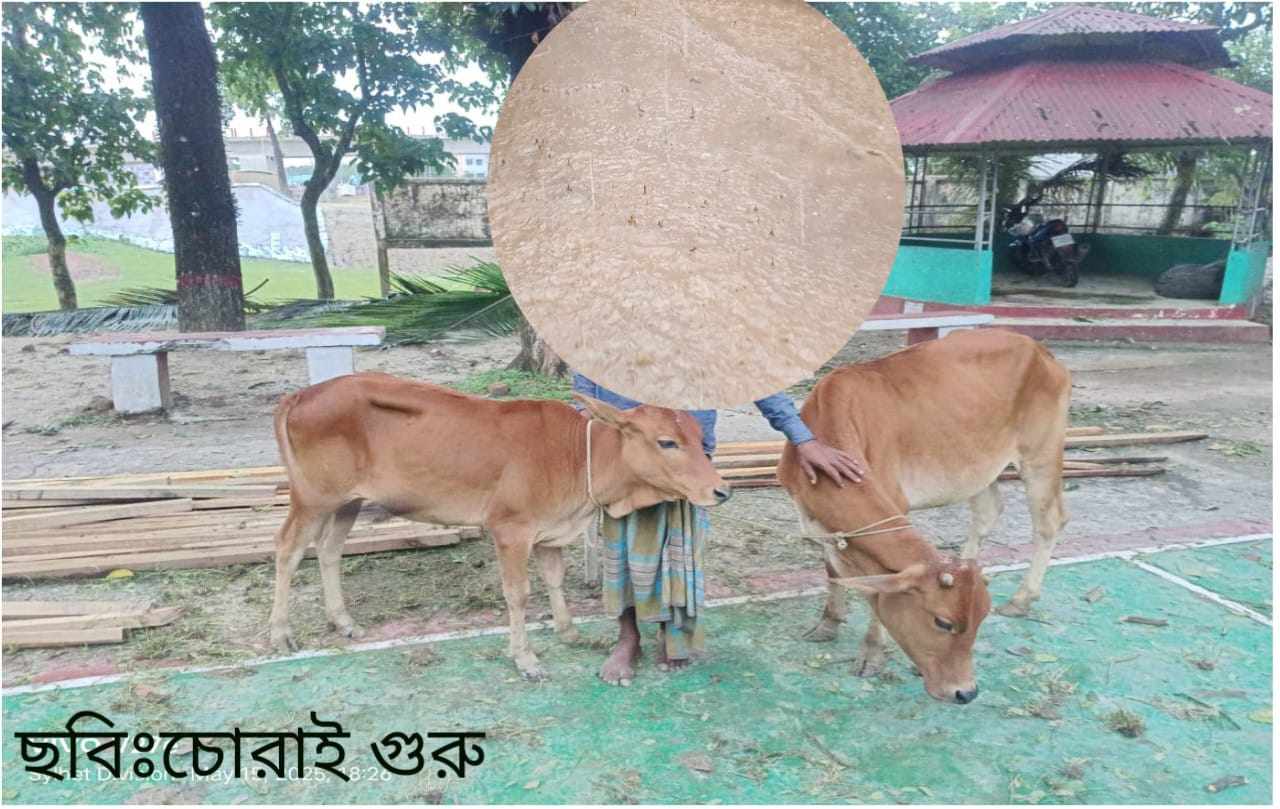 মধ্যনগরে থানা পুলিশের অভিযানে ০২টি চোরাই গরু উদ্ধার চুরি ঘটনায় আইনের সহিত সংঘাতে জড়িত ০২ জন শিশুকে শিশু আদালতে সোপর্দ।