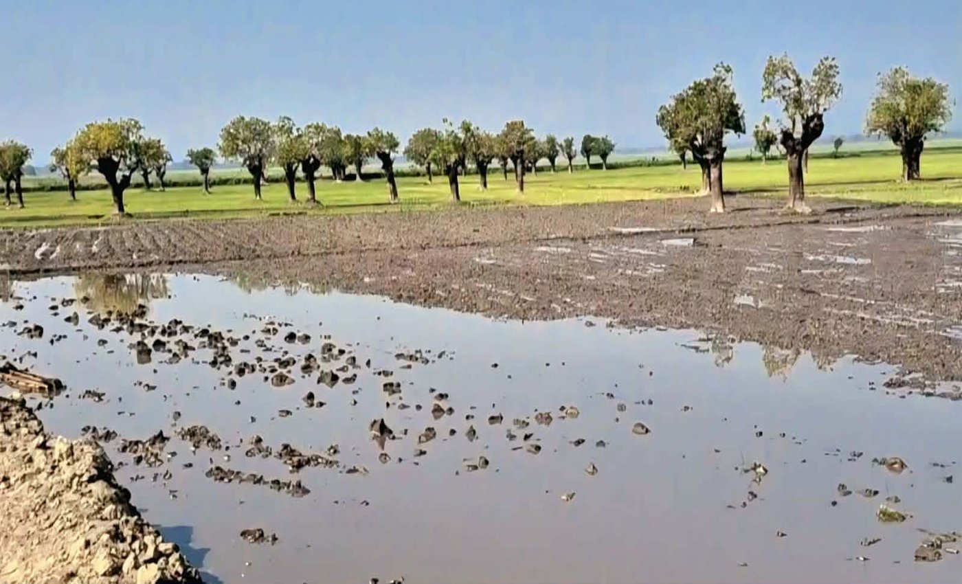 মধ্যনগরে প্রশাসনের নিষেধাজ্ঞা উপেক্ষা করে শতবর্ষী হিজল বাগান ধংশ করছে দূর্বৃত্তরা
