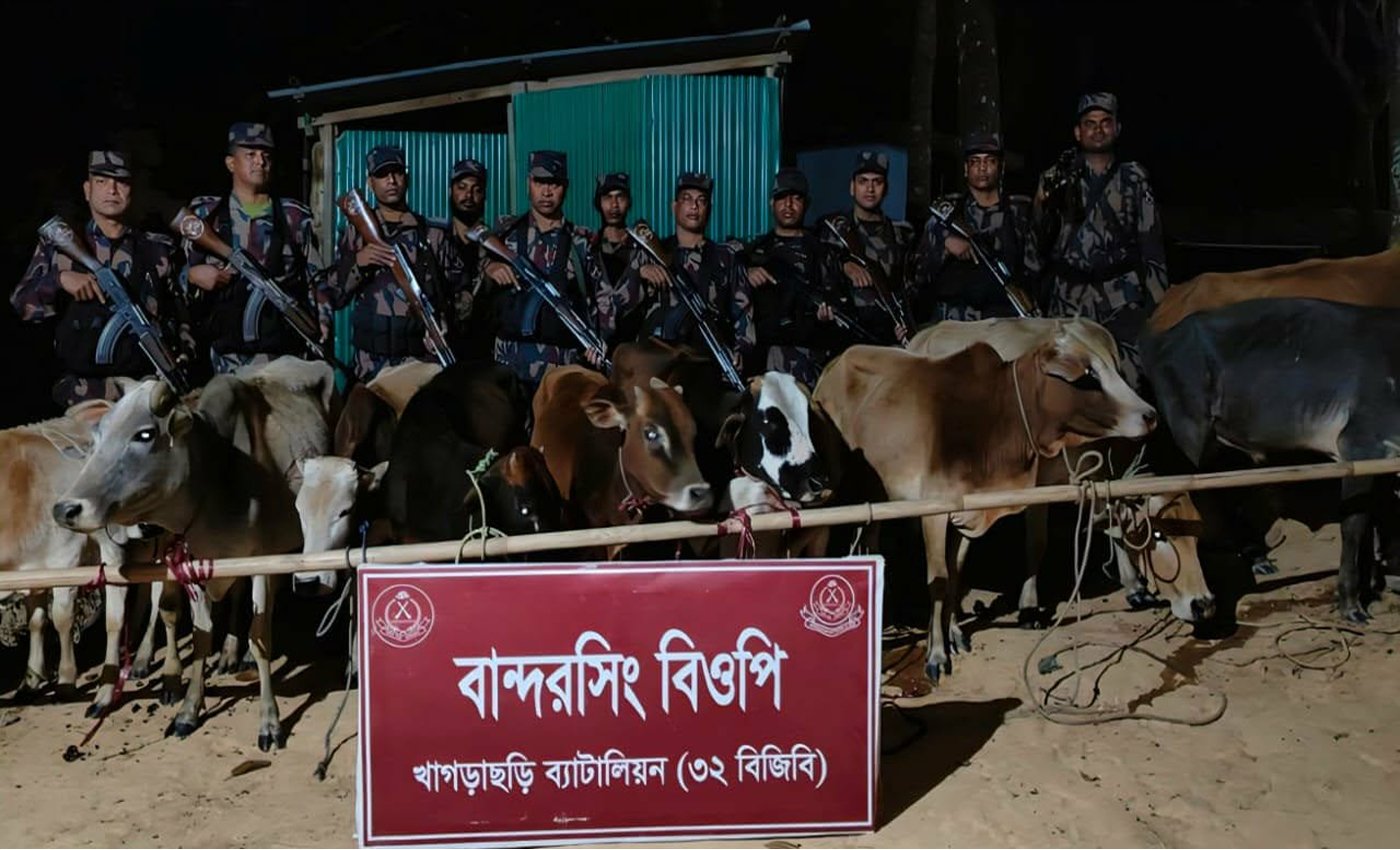 খাগড়াছড়িতে ৩২ বিজিবির অভিযানে ১২টি ভারতীয় গরু জব্দ