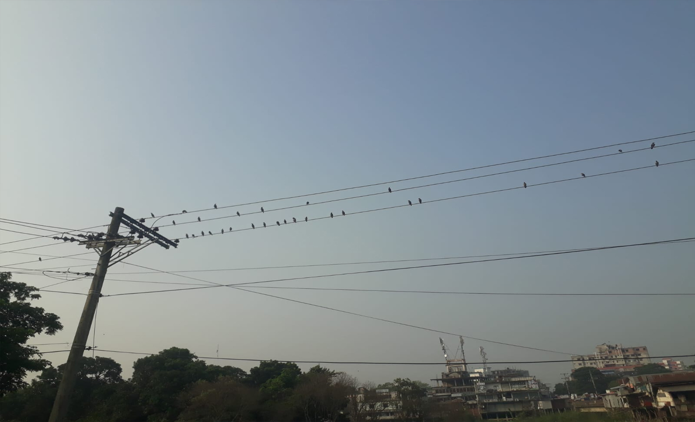 শ্রীনগরে দেশি পাখির কলরবে ভোরের পরিবেশ মুখরিত