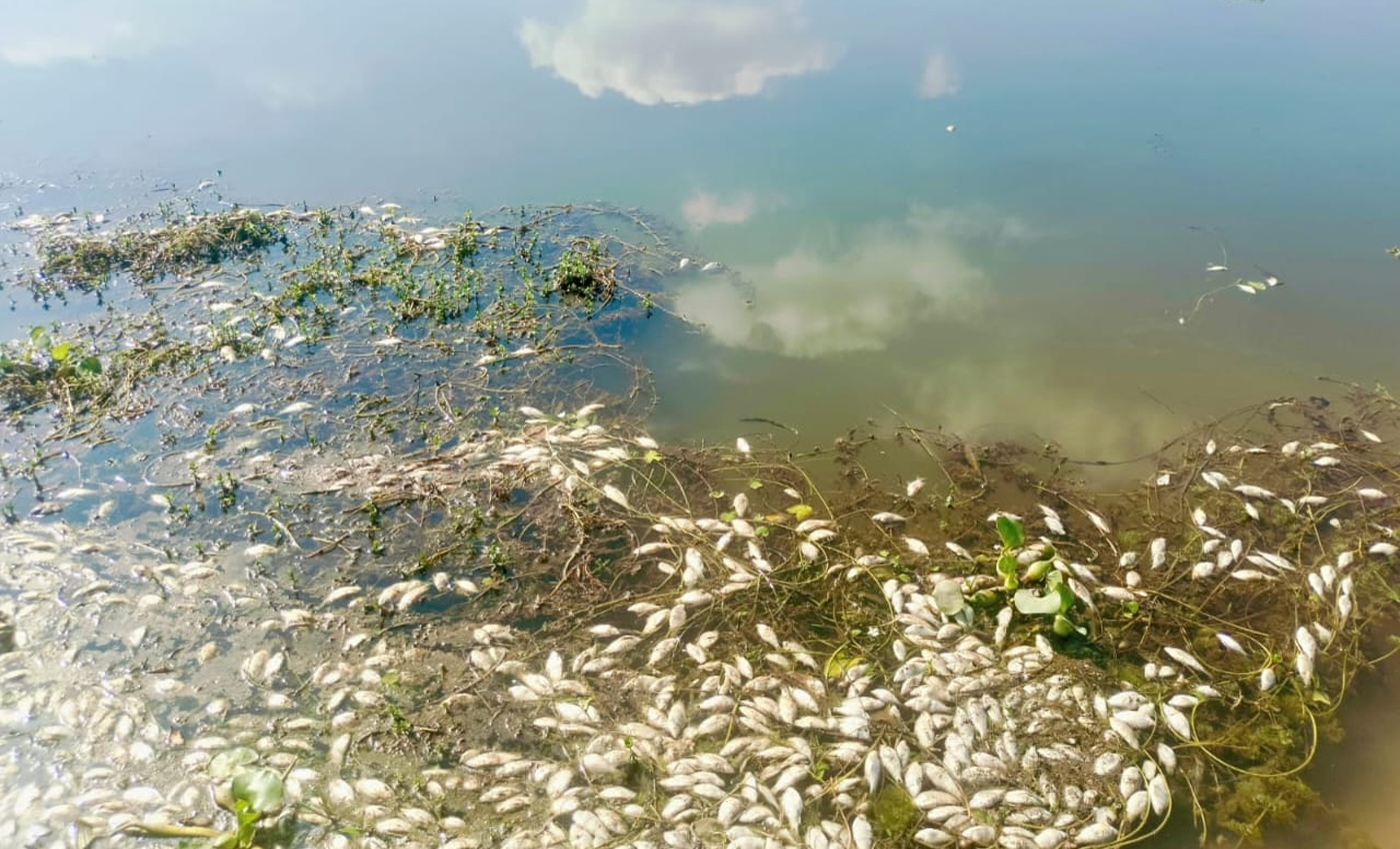 শান্তিগঞ্জে জলমহালে দুর্বৃত্তের বিষে মরল কয়েক লাখ টাকার মাছ