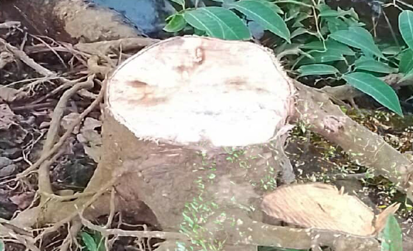 রাতের আধারে দুর্বৃত্তরা কেটে সাবাড় করছে সড়কের পাশে পরিবেশ রক্ষাকারী গাছ