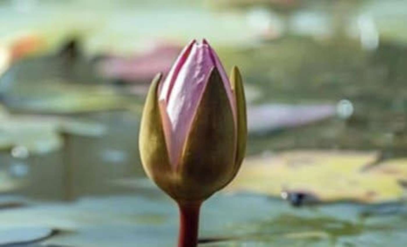 এনসিপি প্রতীক হিসেবে ‘শাপলা কলি’ নেবে কি-না, সেটি এখনো স্পষ্ট নয়