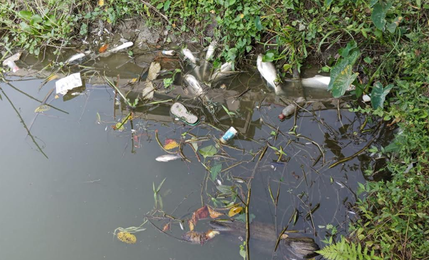 বাউফলে পূর্ববিরোধের জেরে ৩টি পুকুরে বিষ প্রয়োগ, ৫ লাখ টাকার মাছ নিধন