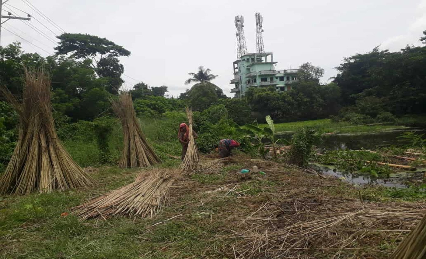 শ্রীনগরে বাম্পার পাটের ফলন, কৃষকের মুখে হাসি